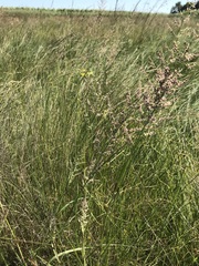 Eragrostis gummiflua