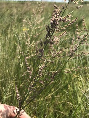 Eragrostis gummiflua