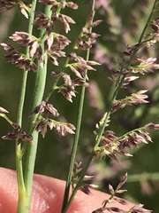 Eragrostis gummiflua
