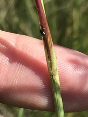 Eragrostis gummiflua