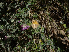 Coenonympha thyrsis