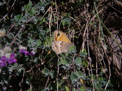 Coenonympha thyrsis