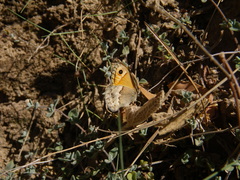 Coenonympha thyrsis