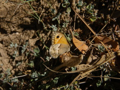 Coenonympha thyrsis