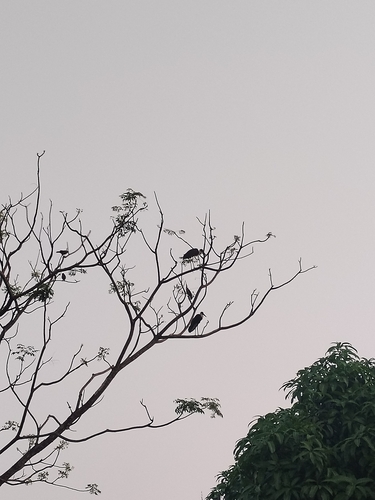 Asian Woolly-necked Stork (Ciconia episcopus)