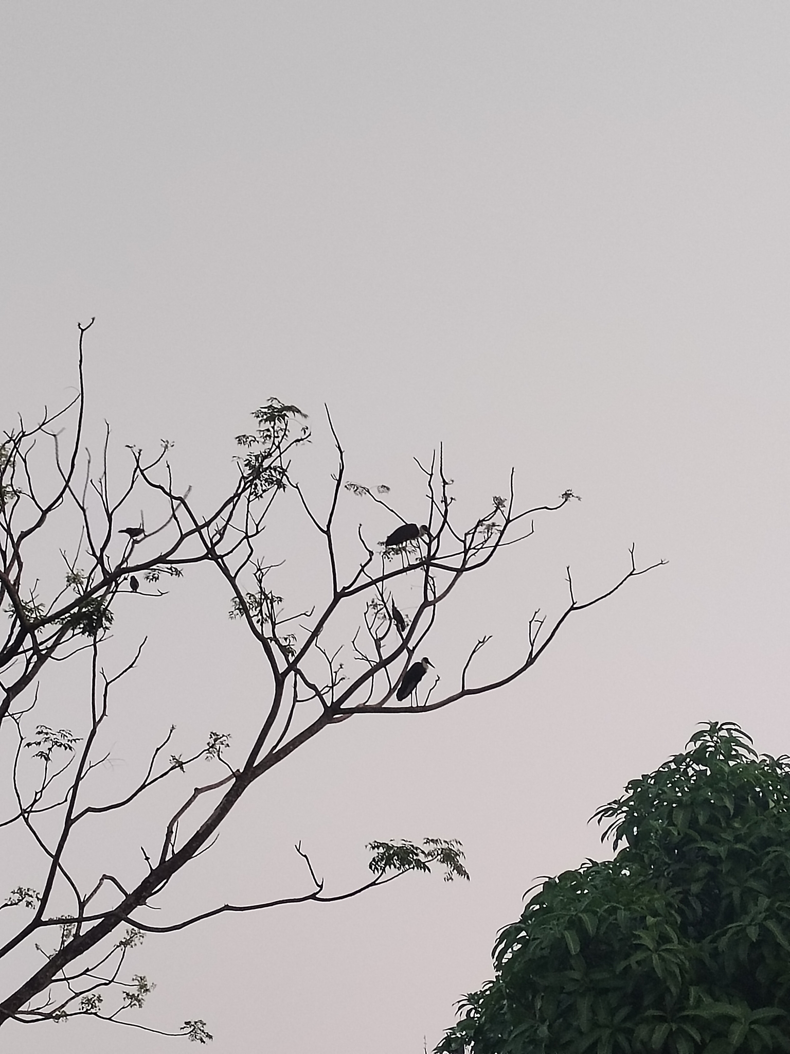 Asian Woolly-necked Stork (Ciconia episcopus), photo 1
