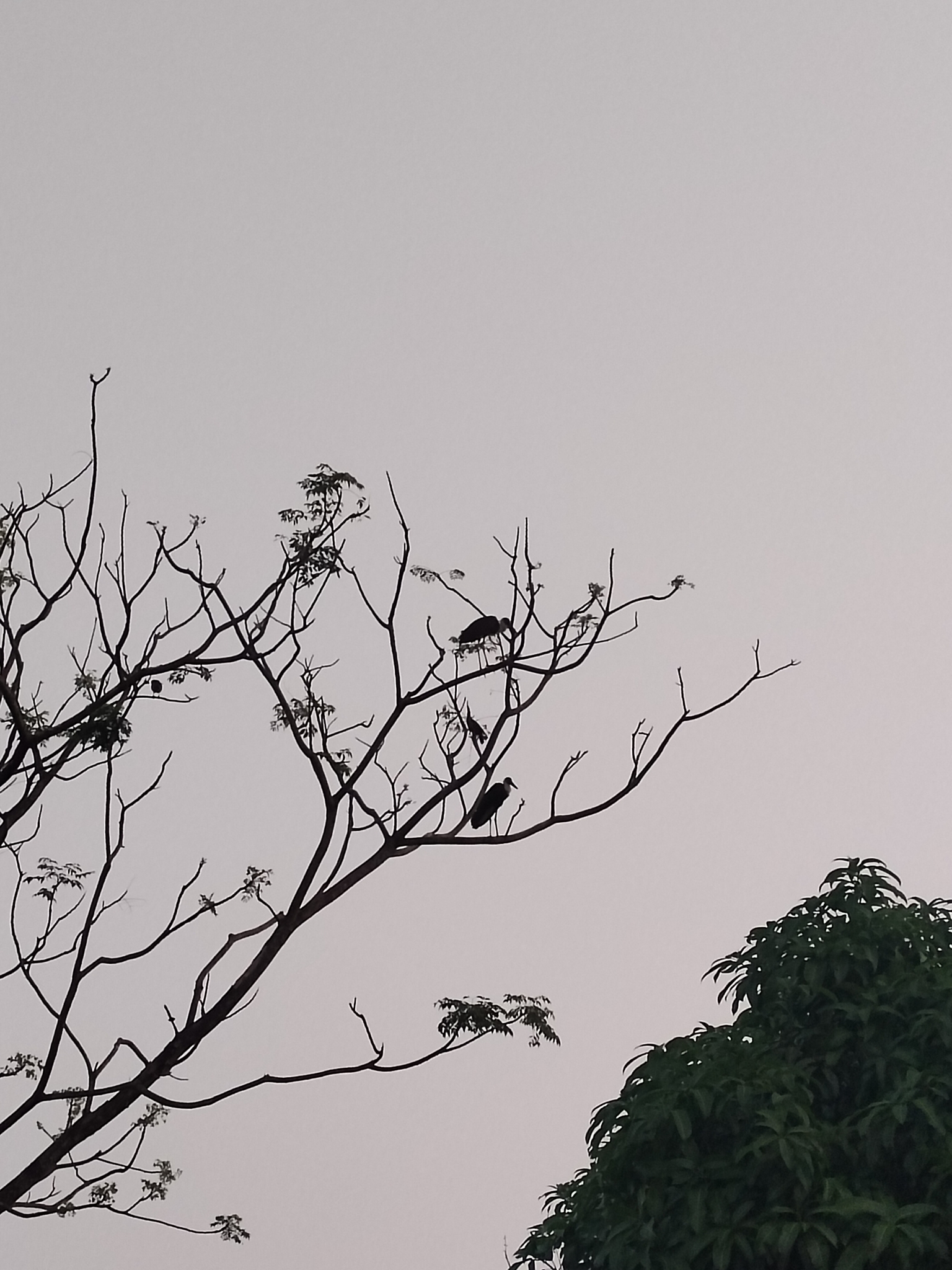 Asian Woolly-necked Stork (Ciconia episcopus), photo 2