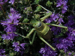 Uromenus elegans