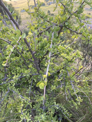 Puzzle Bush
