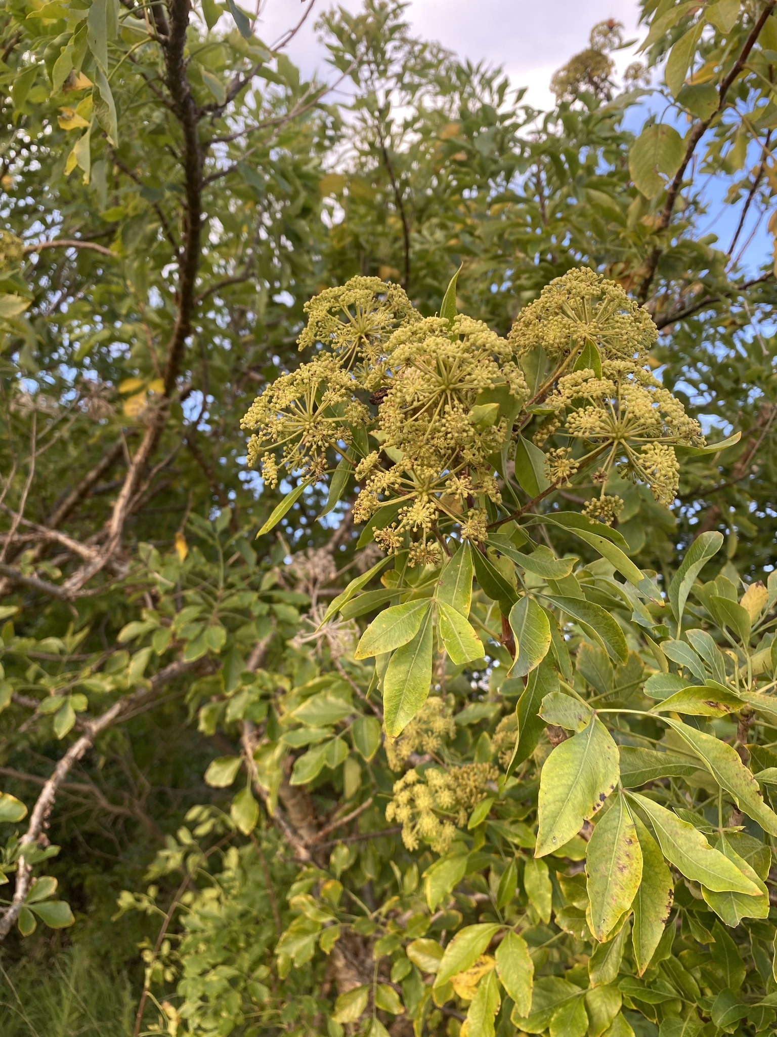 Imagem de Heteromorpha arborescens