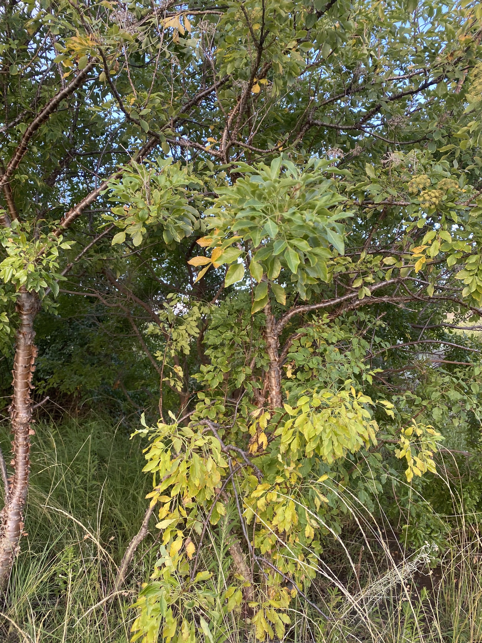 Imagem de Heteromorpha arborescens