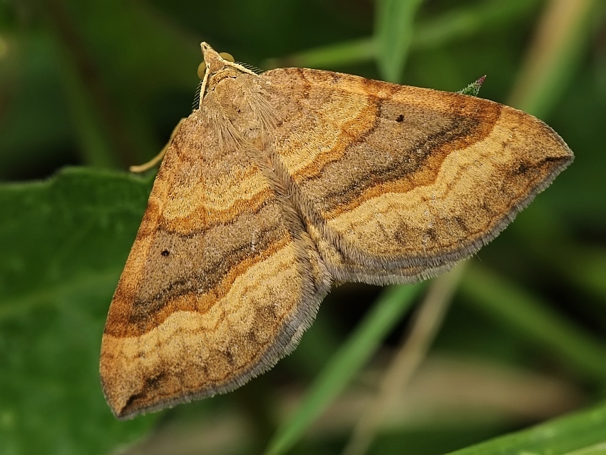 Shaded Broad-bar