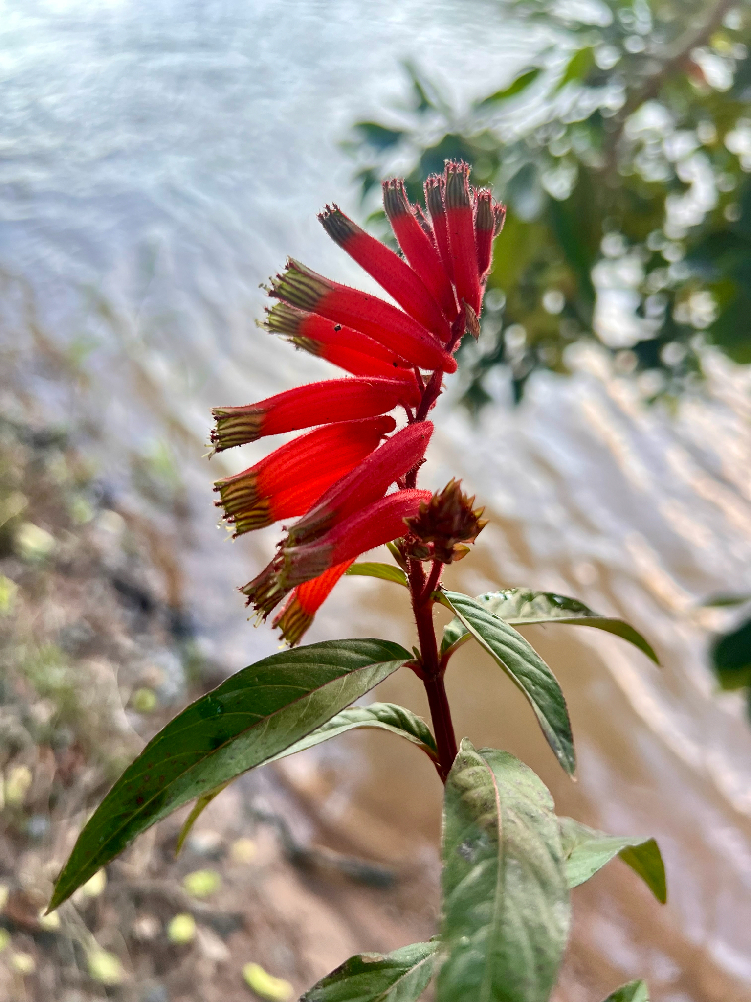 Cuphea melvilla