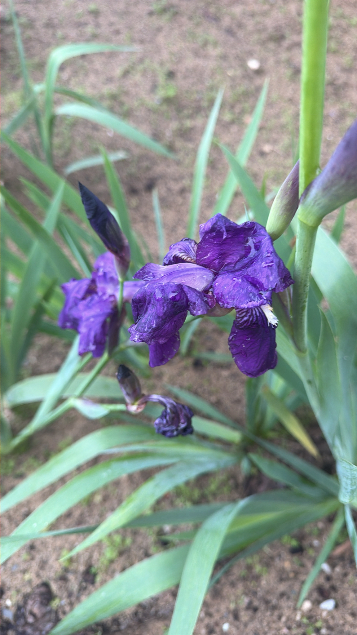 Bearded iris