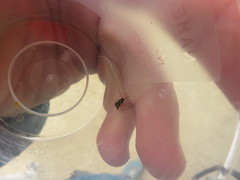 Adela australis