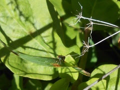 Adela australis