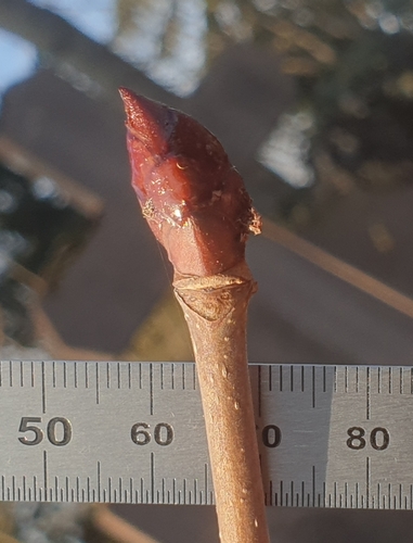 Horse-chestnut