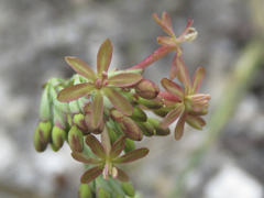 Codonorhiza micrantha