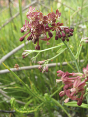 Codonorhiza micrantha