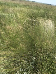 Aristida junciformis