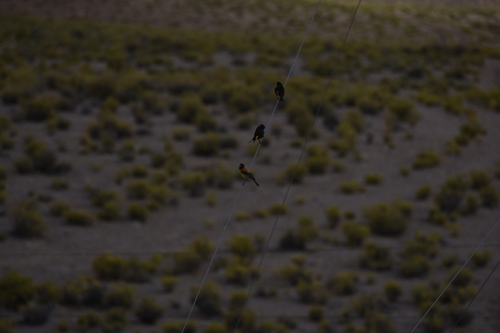 Black-hooded Sierra Finch (Phrygilus atriceps)