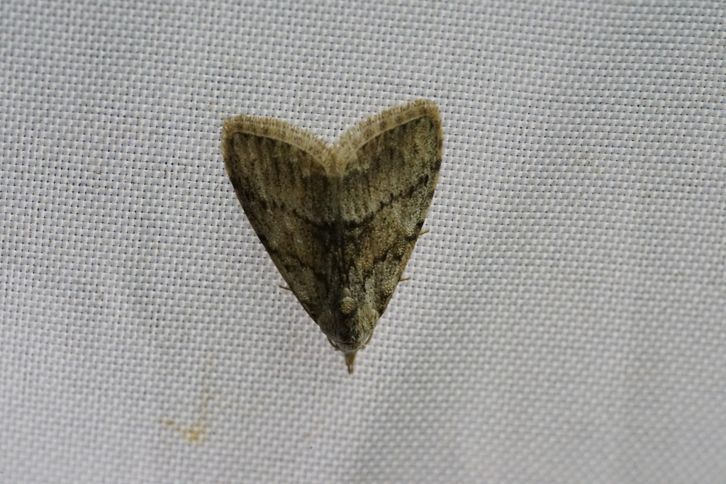 Mnb Insect Manoba melanomedia from Dehong Dai and Jingpo, CN-YN, CN on January 21 ...