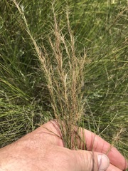 Aristida junciformis
