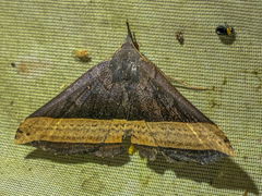 Pterhemia schausialis