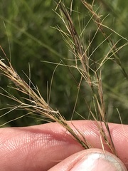 Aristida junciformis