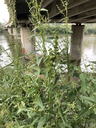 garden orache (Atriplex hortensis)
