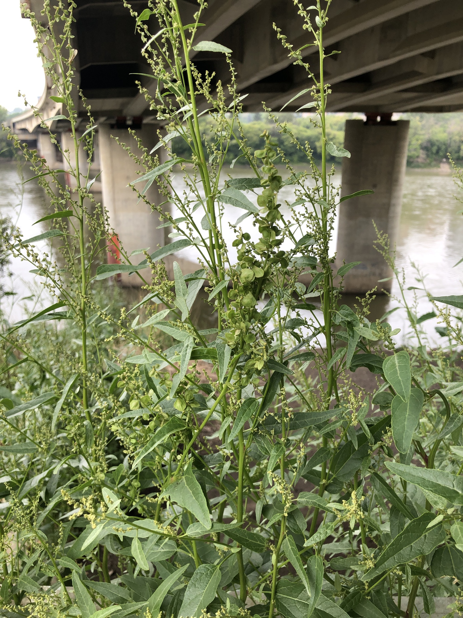 Garden Orache (Atriplex hortensis)