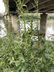 Garden Orache (Atriplex hortensis)