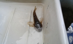 Cottus gobio