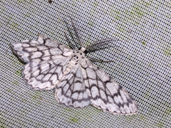Hymenomima camerata