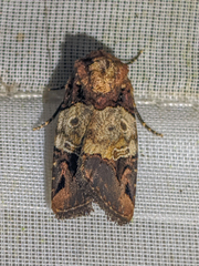 Hampsonodes