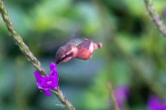 Chaetocercus heliodor