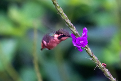 Chaetocercus heliodor