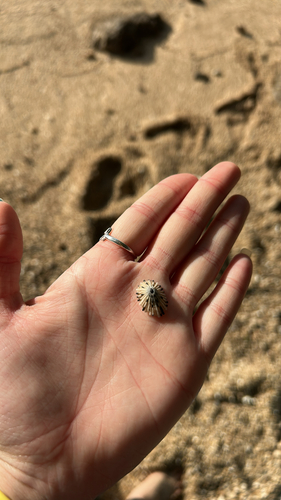 Cellana sandwicensis observed 2026-01-10