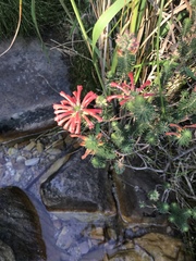 Erica abietina