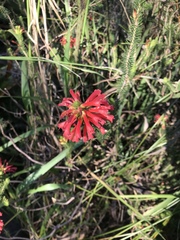 Erica abietina