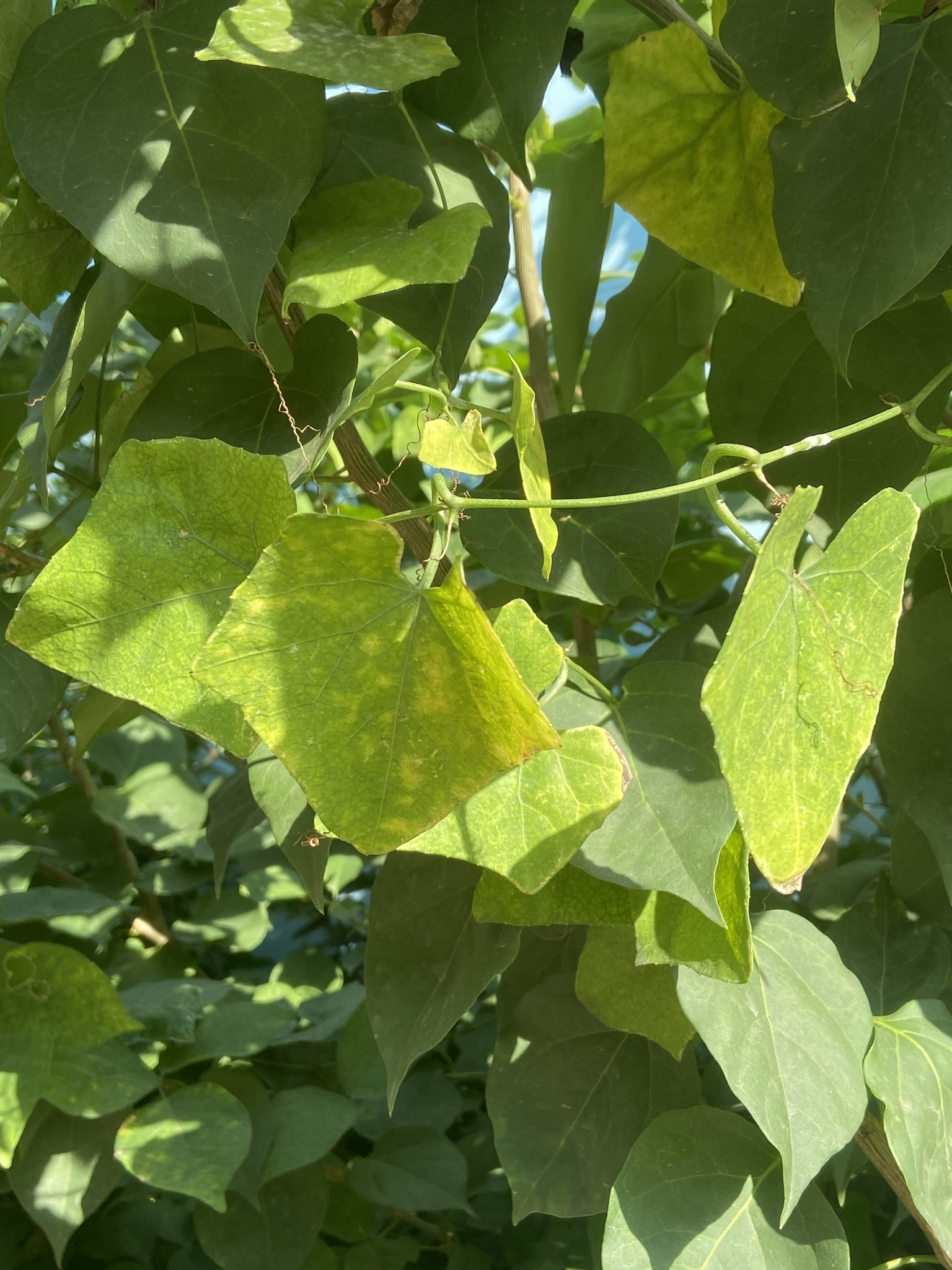 Coccinia grandis — ảnh 3