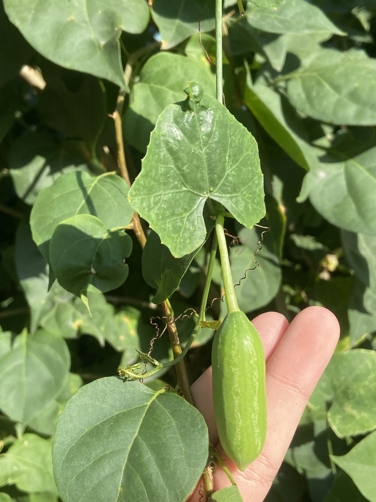Coccinia grandis — ảnh 2