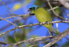 Chlorophonia musica musica