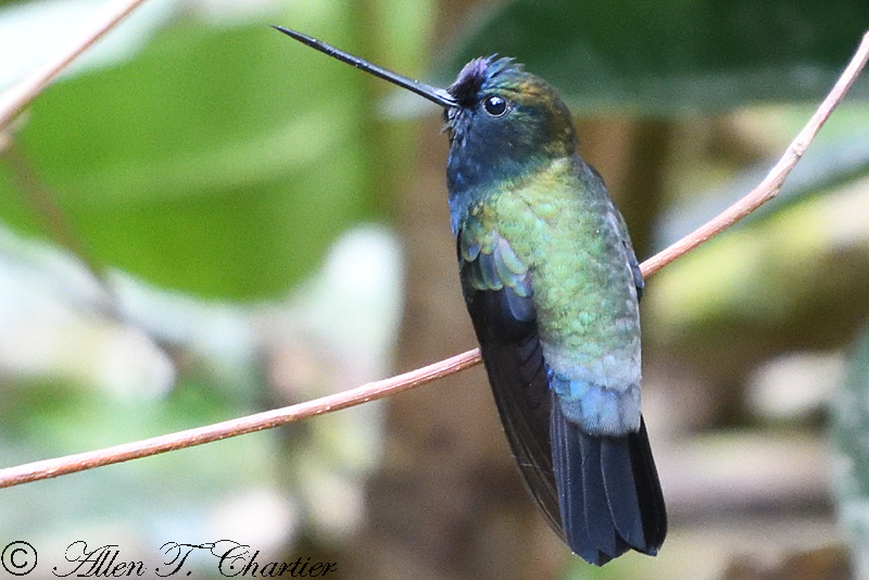 Blue-fronted Lancebill photo