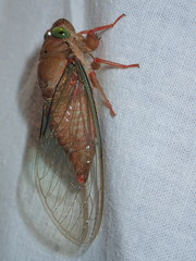 Carineta rufescens