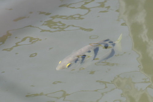 Archer fish (Toxotes chatareus) — Toxotidae — 4