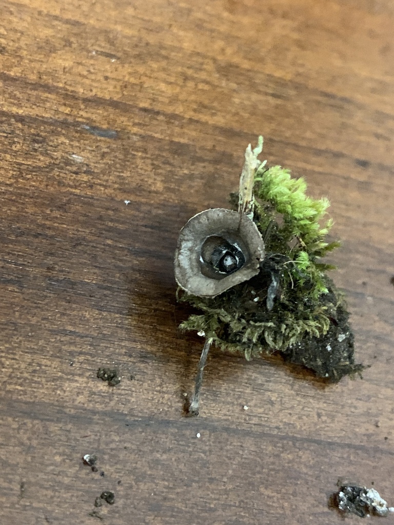 Cyathus olla · January 2026 · photo: © manuela9012 (iNaturalist, cc-by)