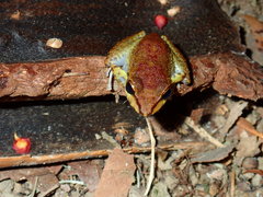 Pristimantis zeuctotylus
