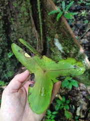 Cross-leaved Anthodon (Anthodon decussatus)
