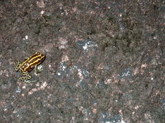 Ranitomeya variabilis